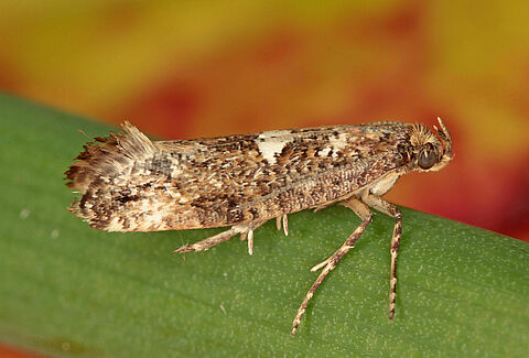 Leek moth