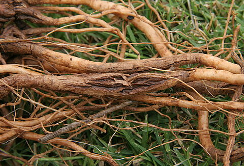 Brown root rot, corky root rot