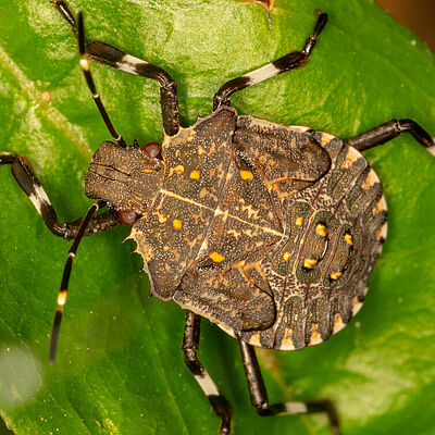 Nymph