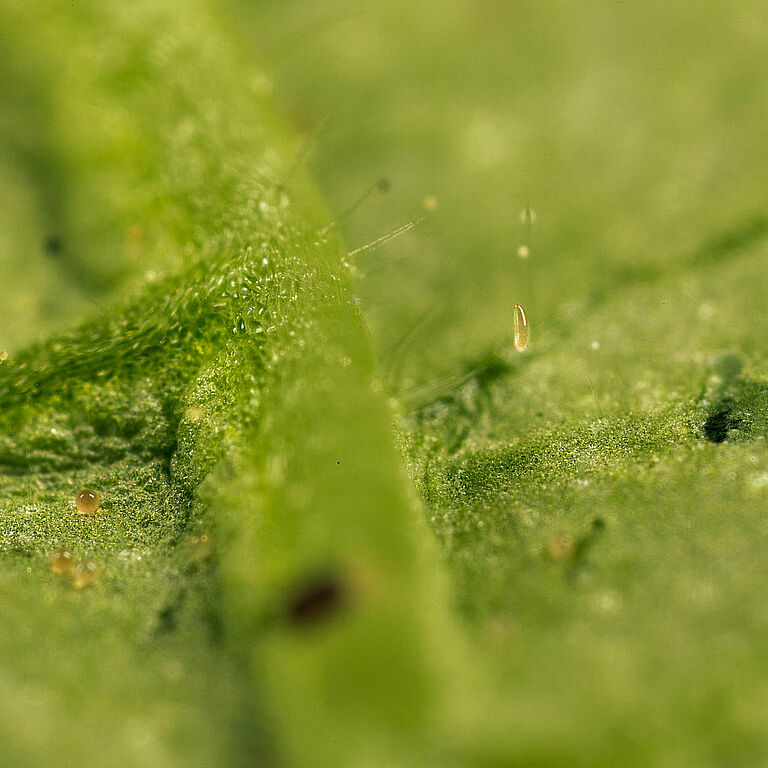Feltiella acarisuga egg stage
