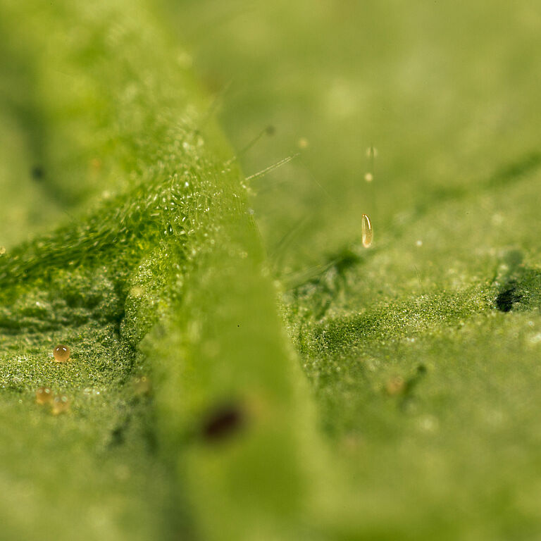 Feltiella acarisuga egg stage
