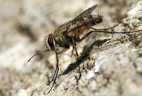 Stable fly