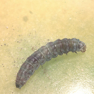 Larva of Tomato pinworm Keiferia lycopersicella
