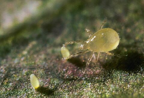 Effective whitefly control with predatory mites