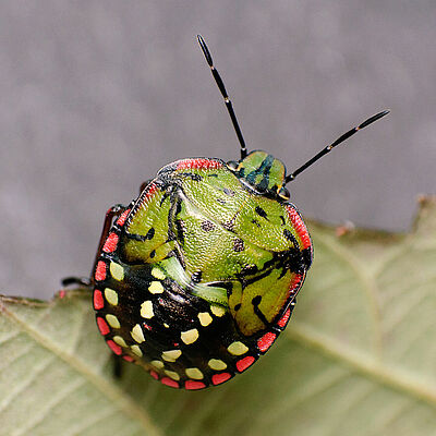 Nymph of the Southern Green Stink bug Nezara viridula