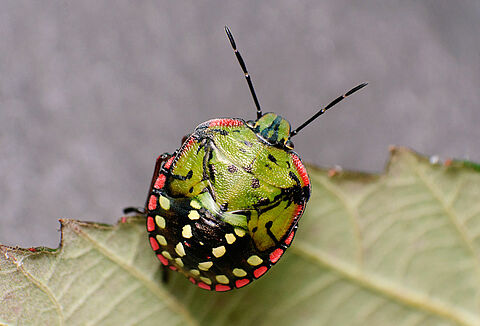 Nymph of the Southern Green Stink bug Nezara viridula