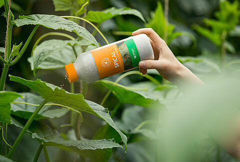 Enjoy multiple benefits against spider mite with Spical