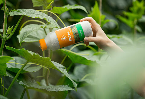 Enjoy multiple benefits against spider mite with Spical