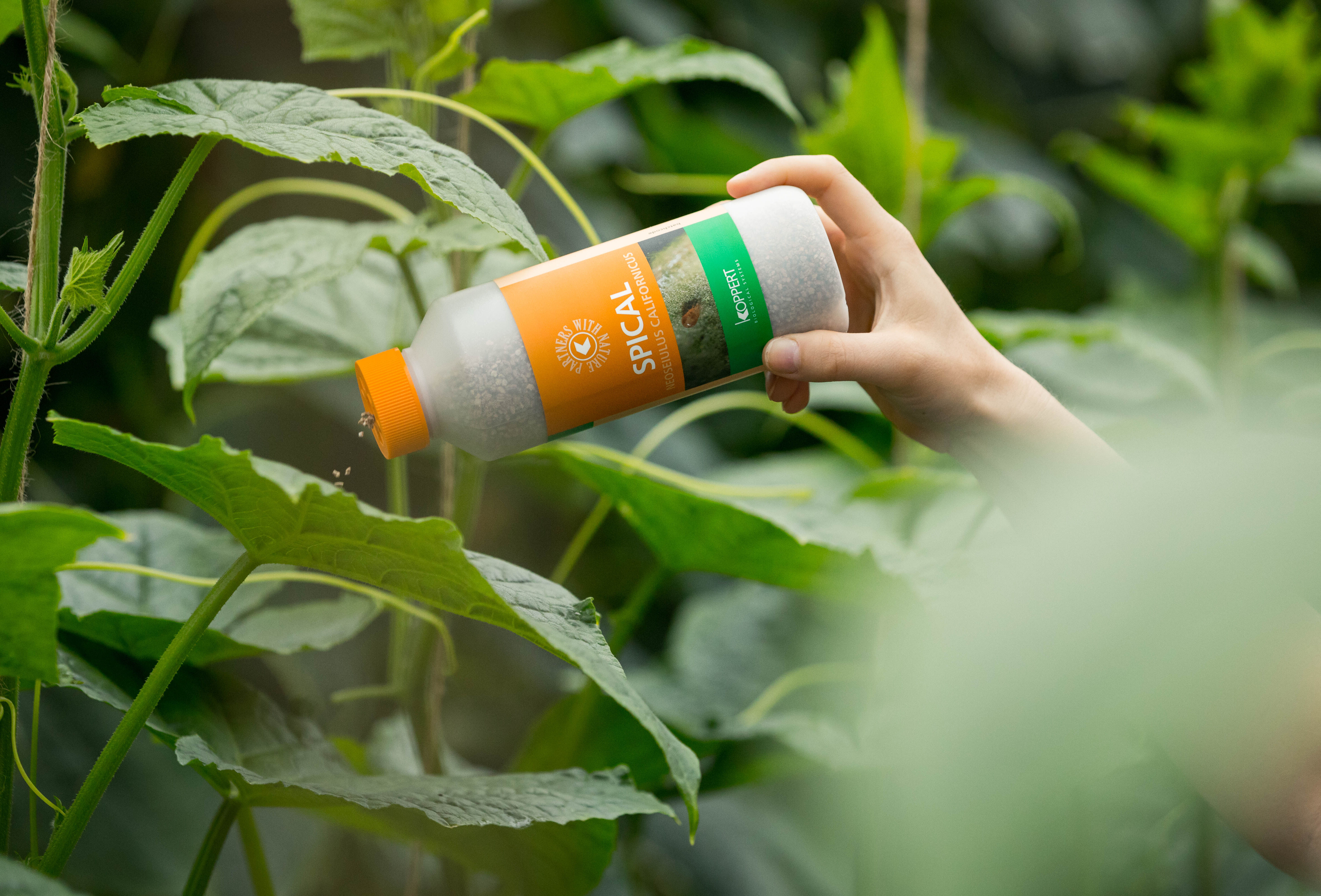 Enjoy multiple benefits against spider mite with Spical