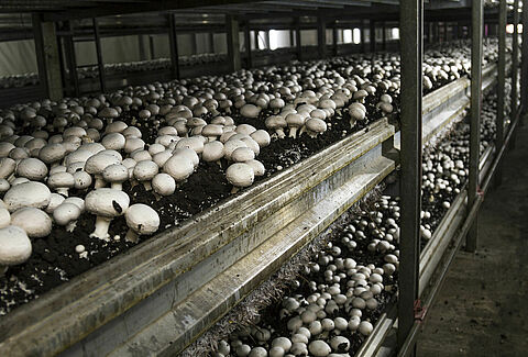 Mushroom