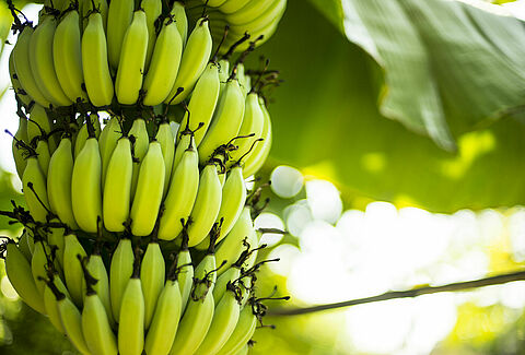 Banana