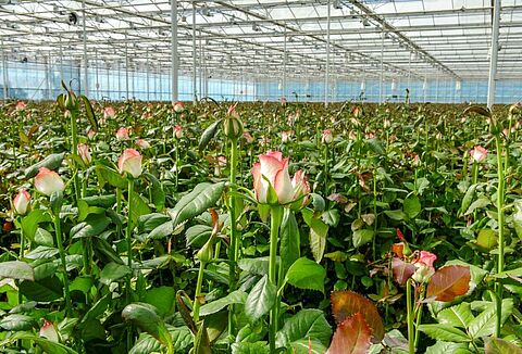 ‘Our customers recognize the high quality of our roses among cut roses supply’