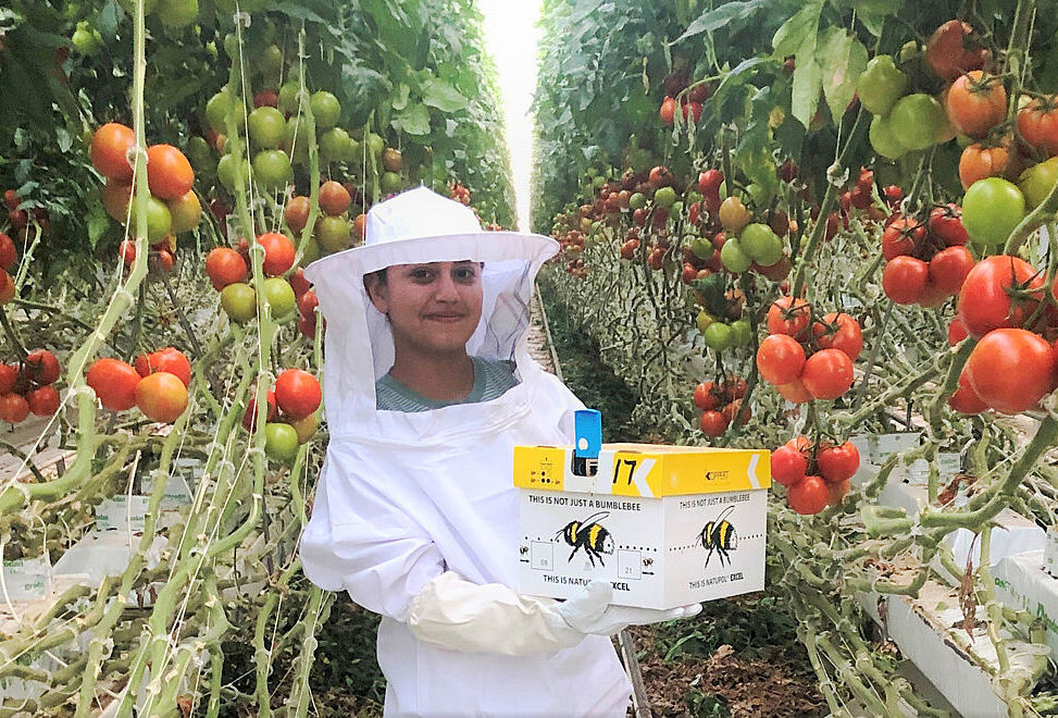 Village Farms bee-lieves in doing good with IPM