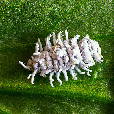 Crypolaemus montrouzeri larval stage