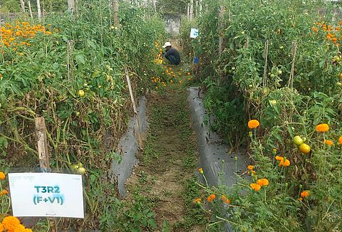 Knowledge transfer brings good results in India