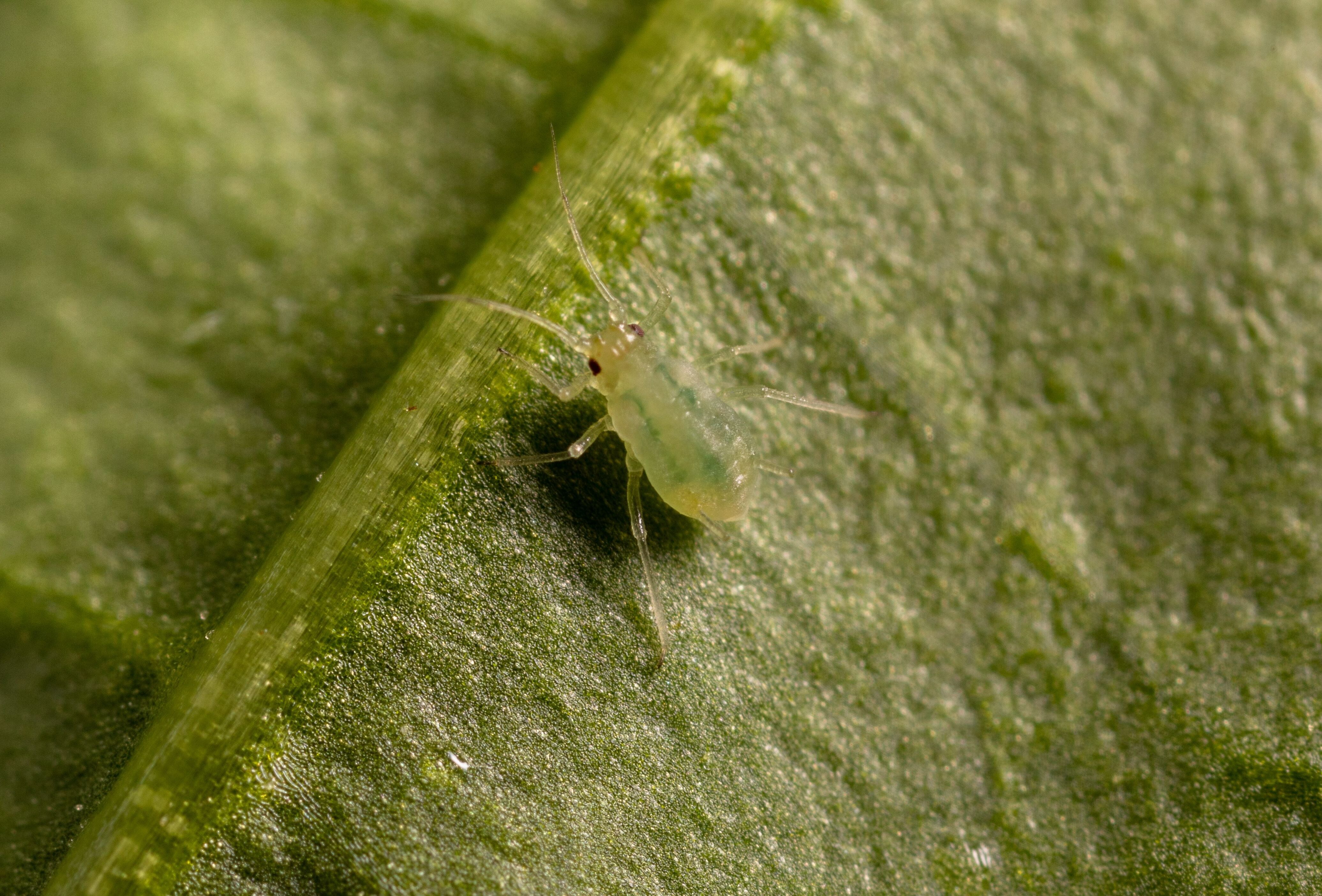 New strain of green peach aphid Myzus persicae needs more aggressive beneficial insects