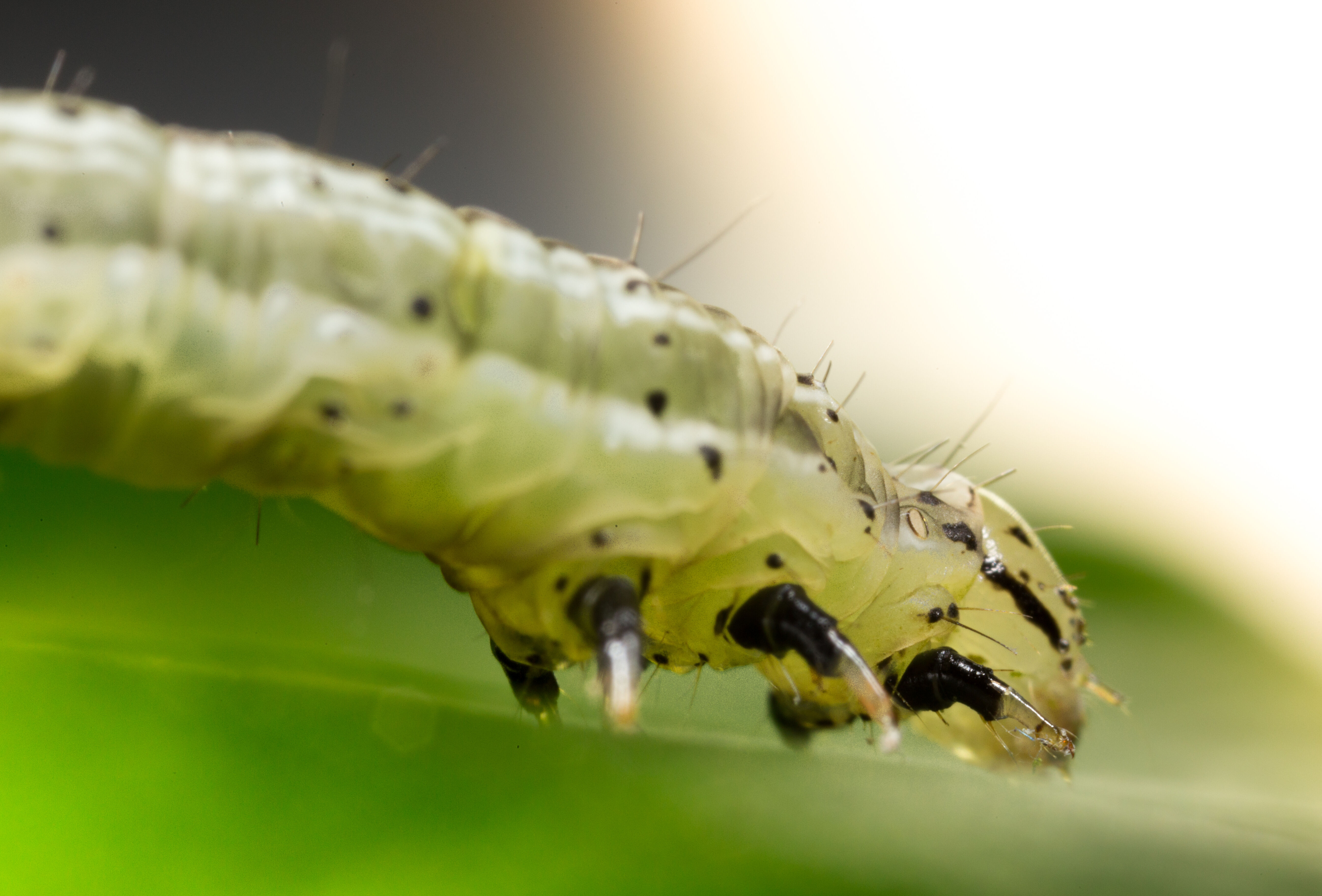 Spot the caterpillar!