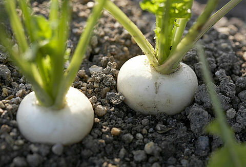 Turnip