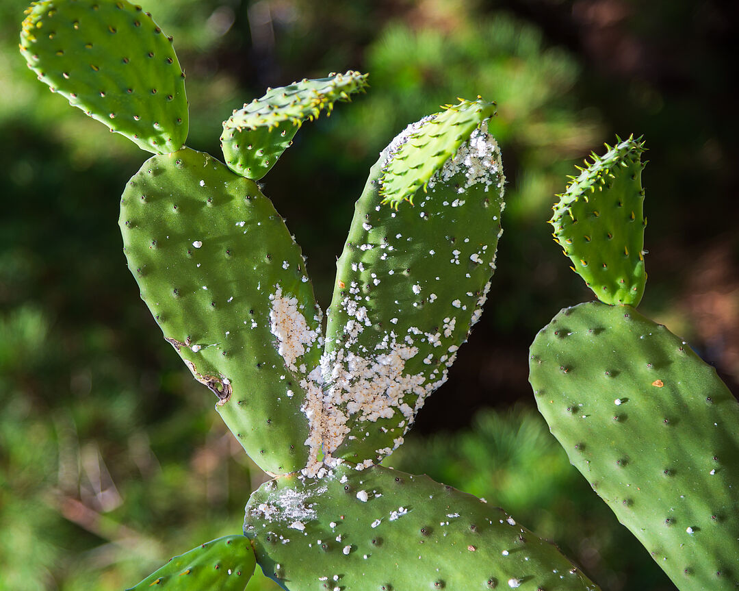 Cactus mealybug - Biocontrol, Damage and Life Cycle