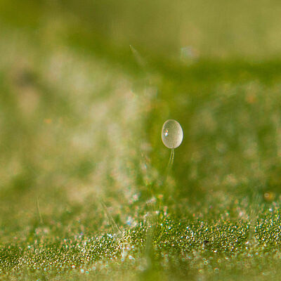 Macrolophus pygmaeus Egg