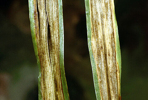 Leaf stripe