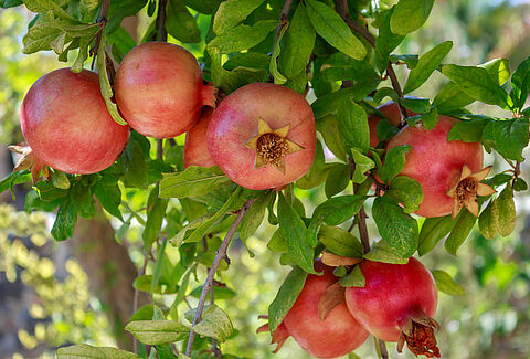 Pomegranate
