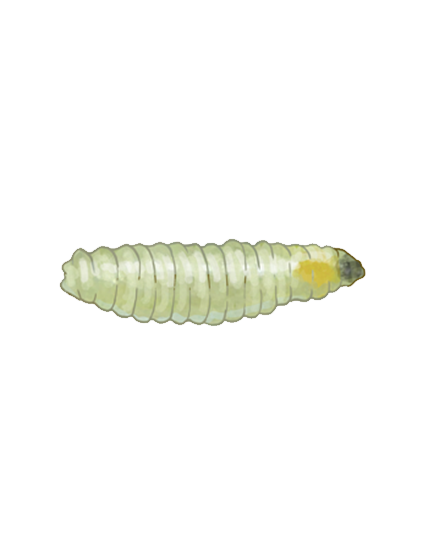 Tomato leaf miner Liriomyza bryoniae larva