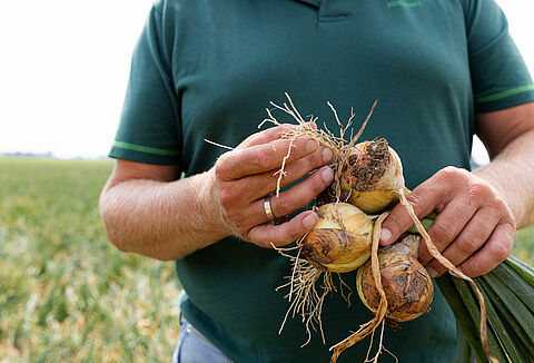 Protecting onion harvest with biological crop protection
