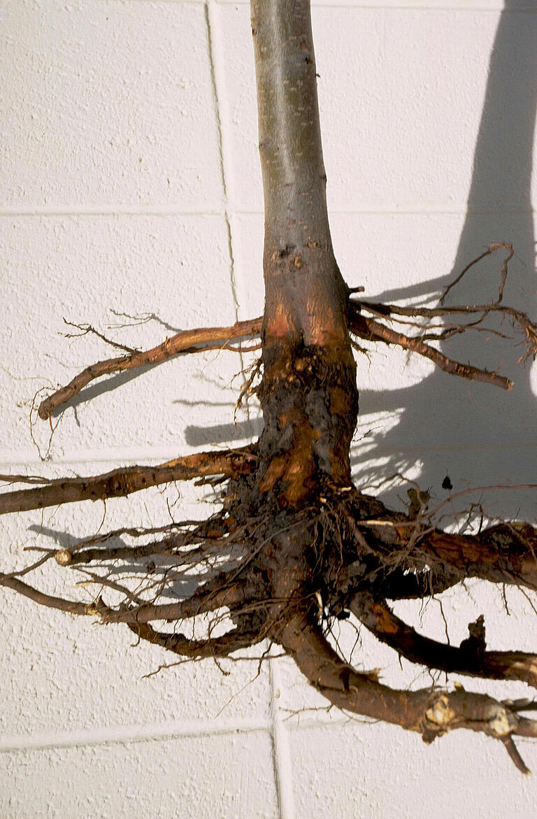 Root damage caused by Phytophthora blight