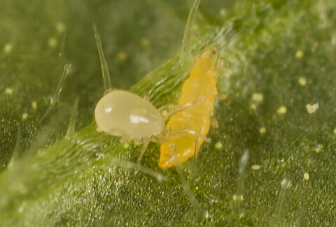 Effective thrips control with predatory mites