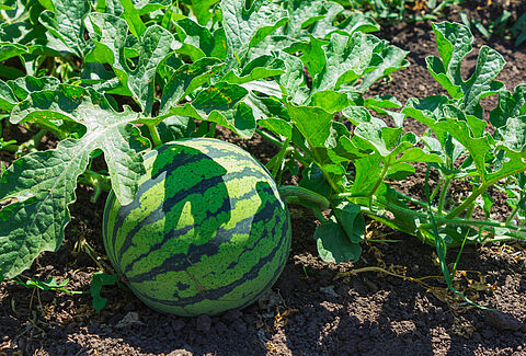 Melon