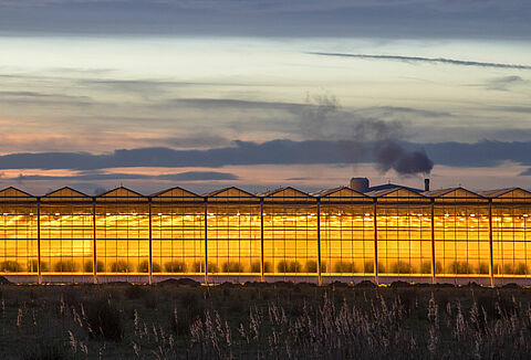 Navigating the energy efficiency, greenhouse lighting and pollination success