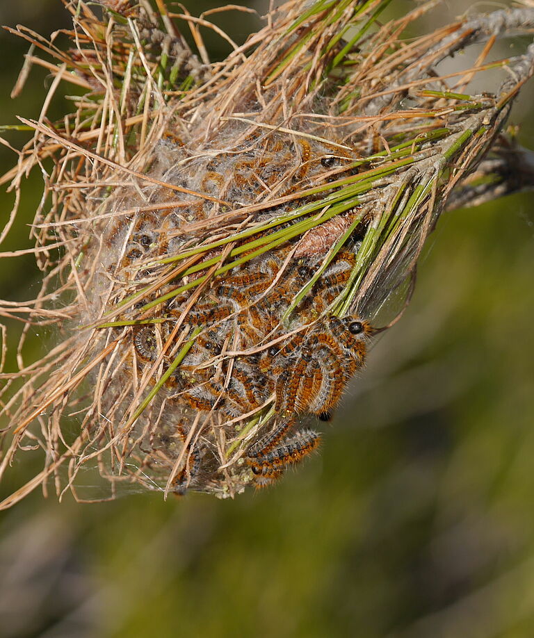 Nest of Pine processionary moth Thaumetopoea pytiocampa