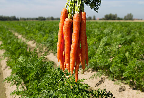 Cedress and Trianum, the winning combination to control seed & soil-borne diseases in carrots
