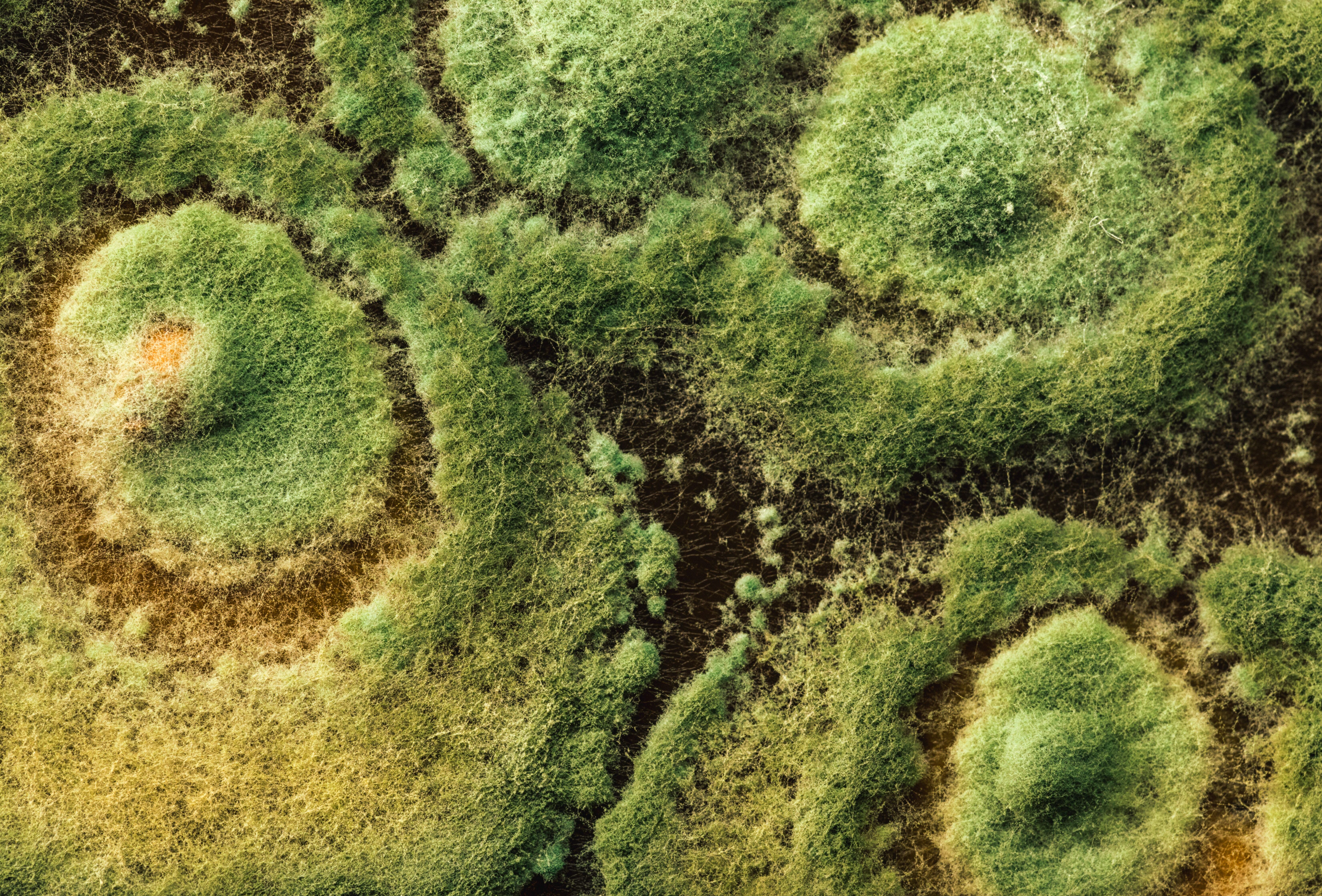 Trianum your natural shield against soil-borne diseases