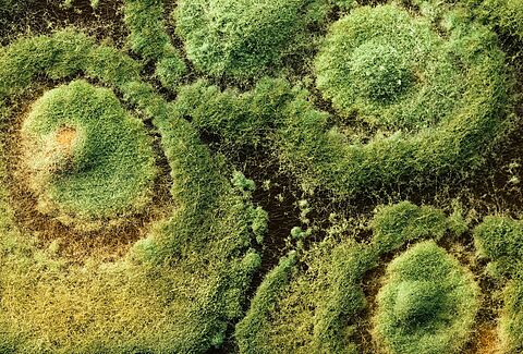 Trianum your natural shield against soil-borne diseases