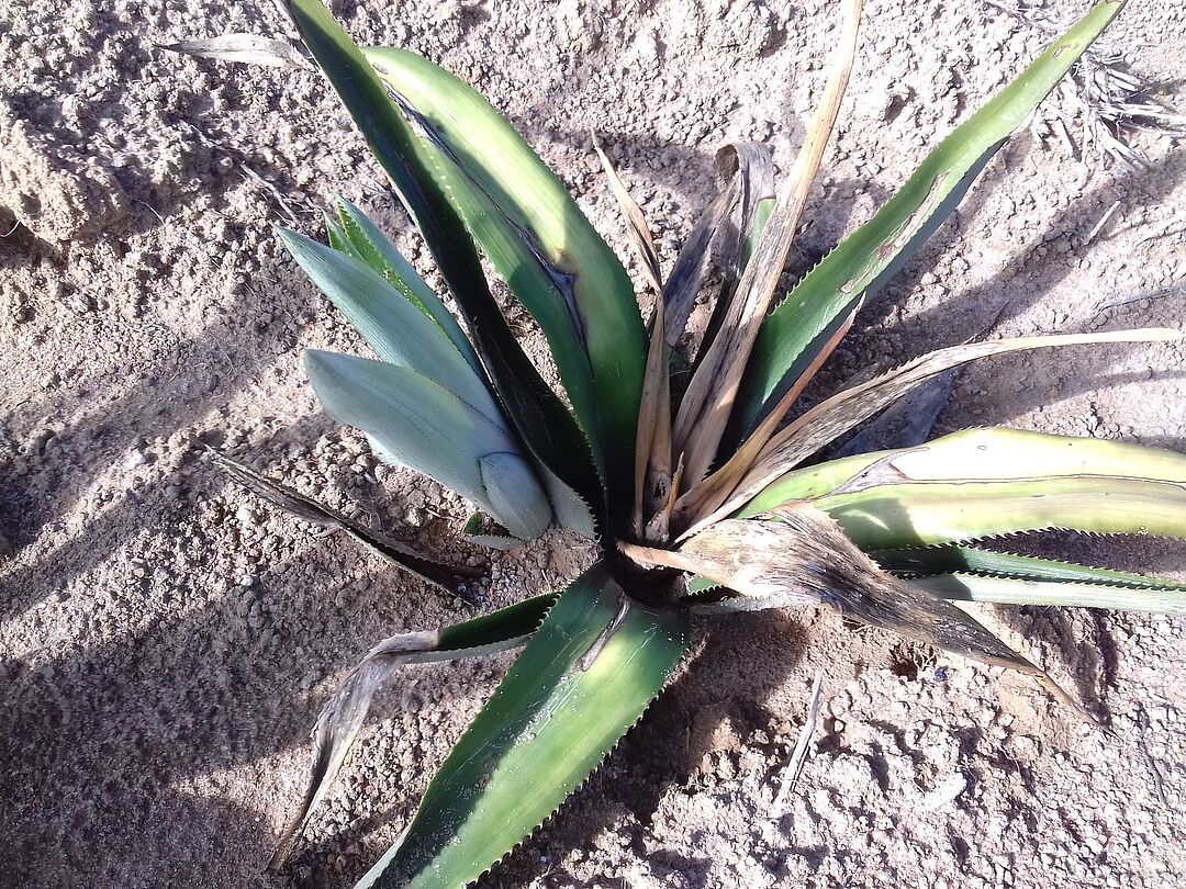 Fusarium spp. - Prevention, Control and Damage