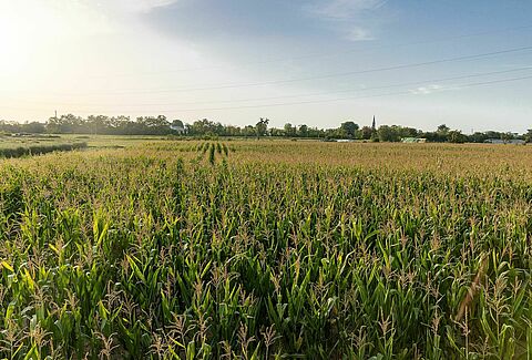 2024 global trial season highlights value of biological solutions in outdoor crops