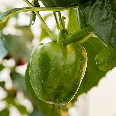 Green pepper with early feeding damage caused by the southern green stink bug (Nezara viridula), showing pale yellow speckling on the fruit.