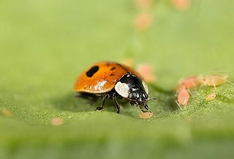 We are the champions!