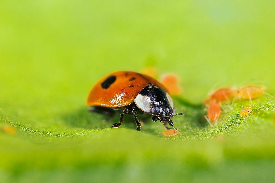 csm_Adalia_bipunctata-1-