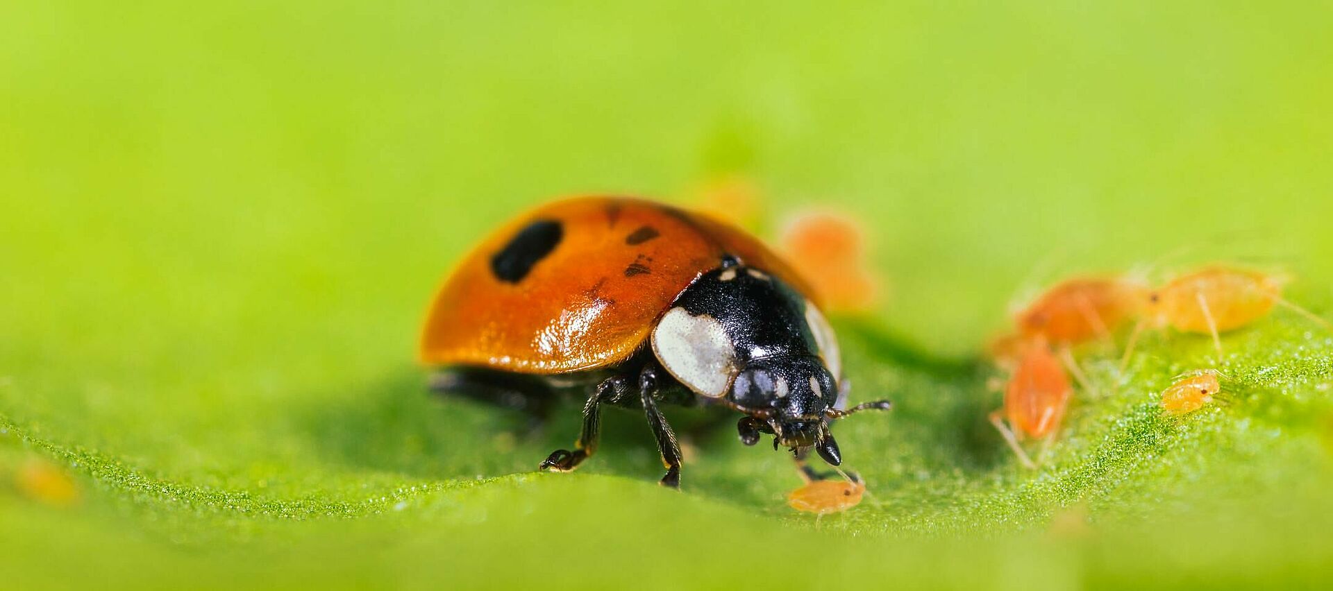 Addai Insects Adalia bipunctata - Predatory Beetle for Aphid Control