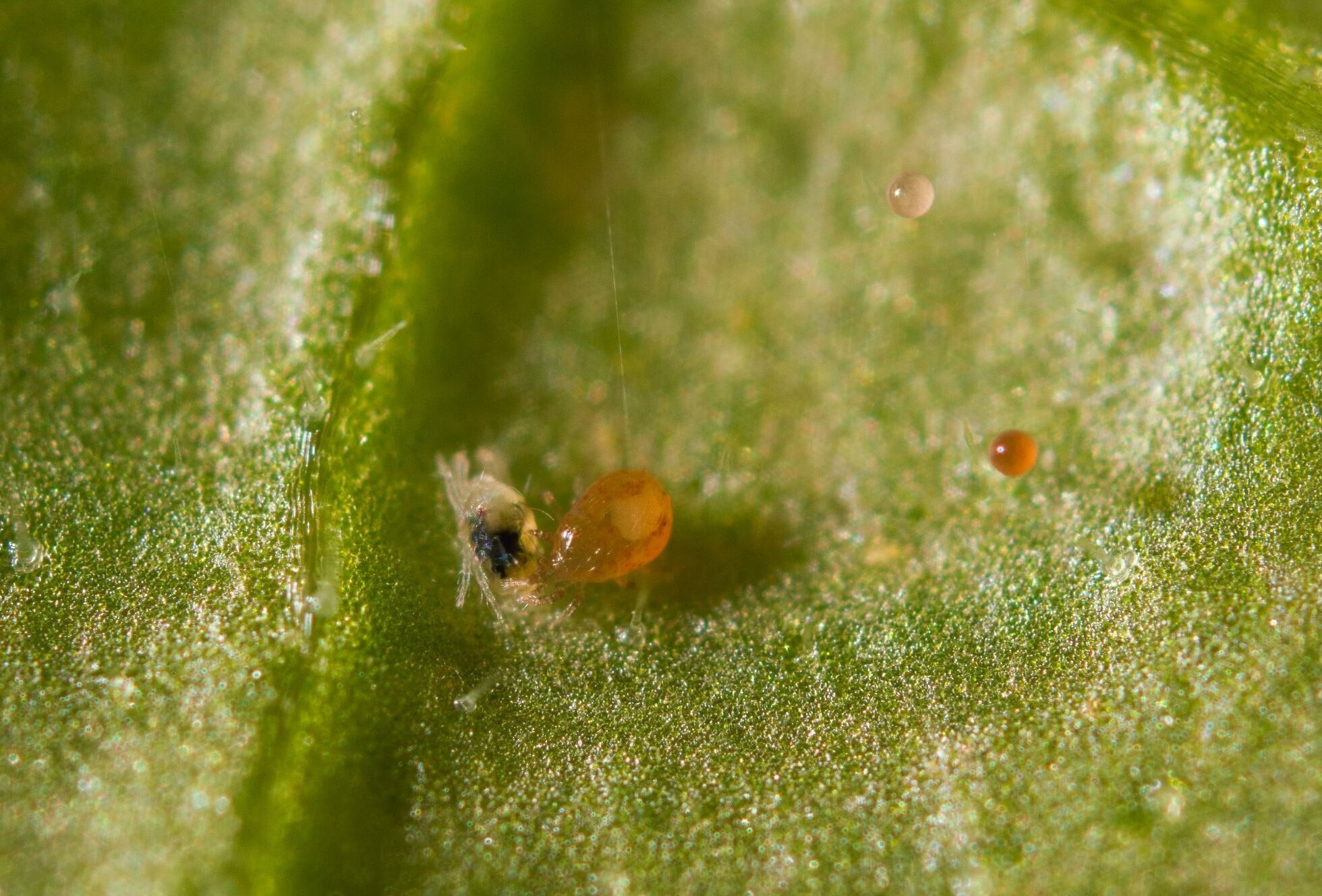 Ten facts about Spical