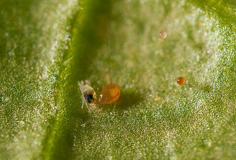 Ten facts about Spical