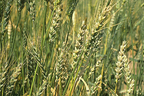 Wheat bunt Tilletia tritici