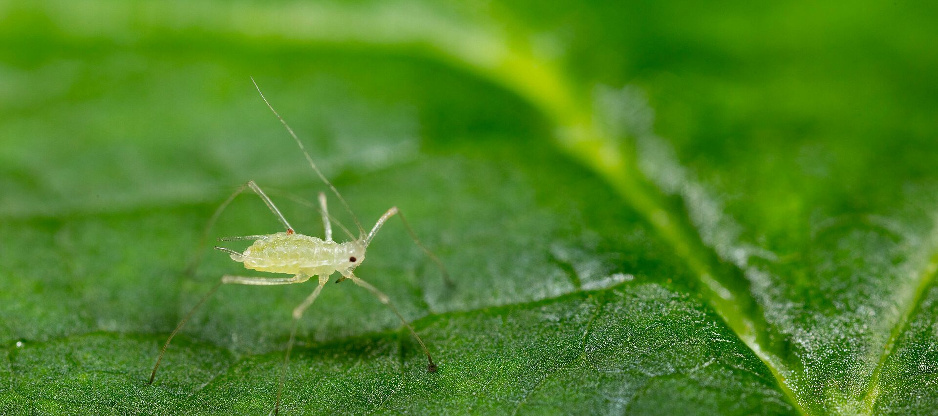 Small Raspberry Aphid Large raspberry aphid - Biocontrol, Damage and Life Cycle