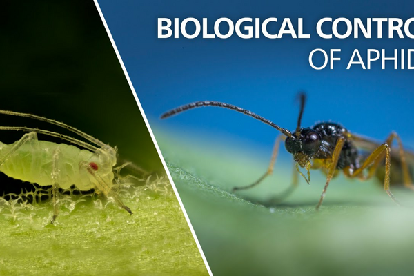 Biological control of aphids - Aphidius colemani