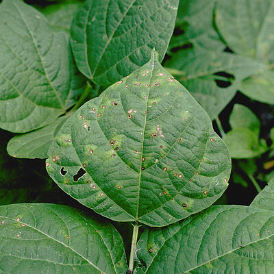 Thanatephorus cucumeris