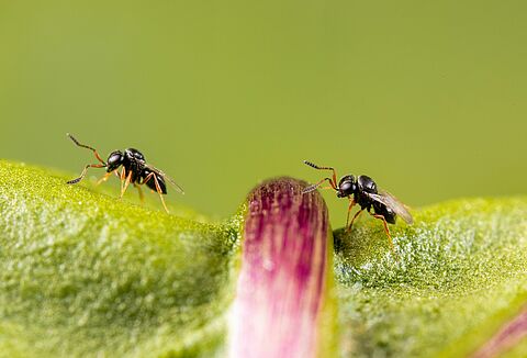 Nezapar: preventive use is the best approach