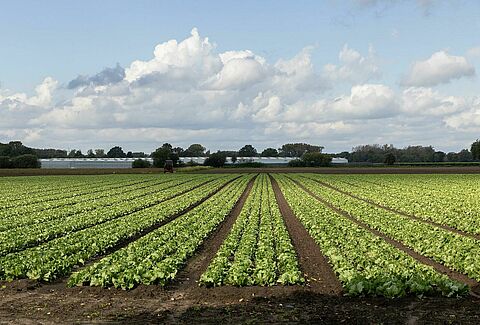 How Integrated Pest Management adds value to your outdoor crops